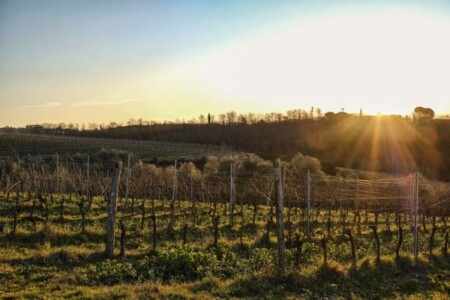 ワイン畑と朝日
